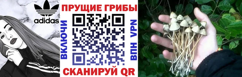 Псилоцибиновые грибы GOLDEN TEACHER  Буй 